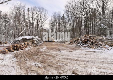 Skidder per tronchi o tronchi con tronchi di legname appena raccolti e impilati Foto Stock