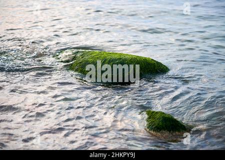 Alghe verdi di mare su pietra in acqua. Pietrine ricoperte di alghe umide, acqua di mare blu intorno. Verde di fronte al mare coperta di masso, bellissimo mare muschio e. Foto Stock