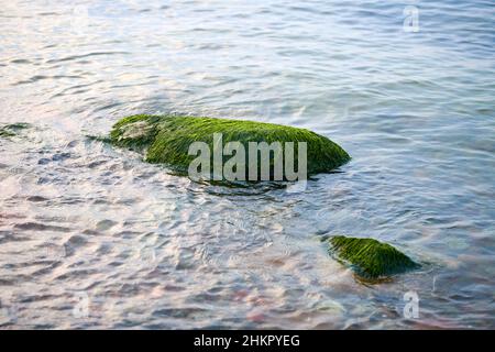 Alghe verdi di mare su pietra in acqua. Pietrine ricoperte di alghe umide, acqua di mare blu intorno. Verde di fronte al mare coperta di masso, bellissimo mare muschio e. Foto Stock