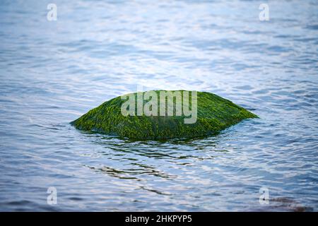 Alghe verdi di mare su pietra in acqua. Pietrine ricoperte di alghe umide, acqua di mare blu intorno. Verde di fronte al mare coperta di masso, bellissimo mare muschio e. Foto Stock