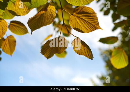 Foglie di Tilia platyphyllos albero, cielo soleggiato sfondo. Foglie verdi e gialle di tiglio a foglia grossa. Splendida vista attraverso linden tr di grandi foglie Foto Stock