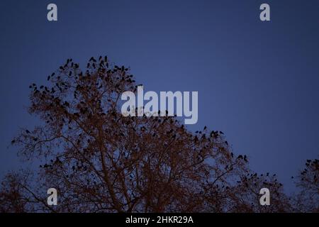 Corvi piaga. Molti uccelli neri di notte su un albero forniscono rumore e sporcizia nuisance. All'alba. Foto Stock