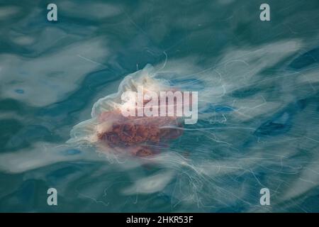 Una medusa di leone nell'oceano Atlantico al largo della costa della Scozia Foto Stock