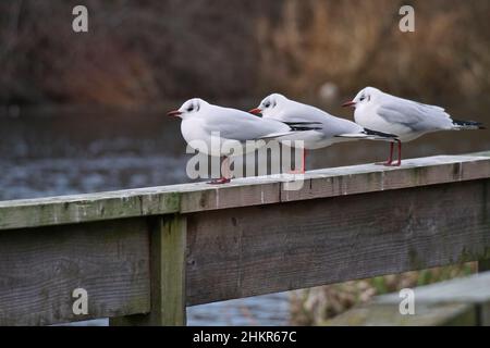 Tre gabbiani a testa nera arroccati su una ringhiera wooding Foto Stock