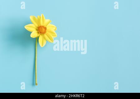 Un fiore giallo naturale fresco su sfondo blu. Concetto Ciao primavera, Buongiorno. Vista dall'alto Creative Flat Lay Copy Space Template per il tuo progetto Foto Stock