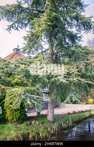 Golden Atlas Cedar (Cedrus atlantica 'aurea') lungo la riva in un giardino. Fogliame decorativo blu-verde, glassato con oro sulla superficie superiore. Foto Stock