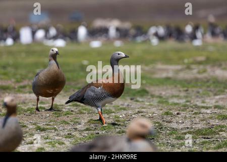 L'oca a testa di cenere; Chloephaga poliocephala; Isole Falkland Foto Stock