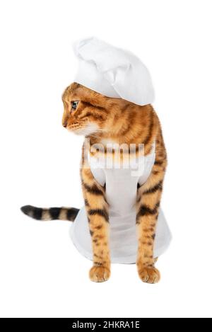 Gatto guardando lateralmente in un grembiule bianco e un cappello bianco dello chef su sfondo bianco. Foto Stock