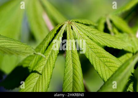 Cavallo Castagno; Aesculus hippocastanum; foglie; Primavera; UK Foto Stock
