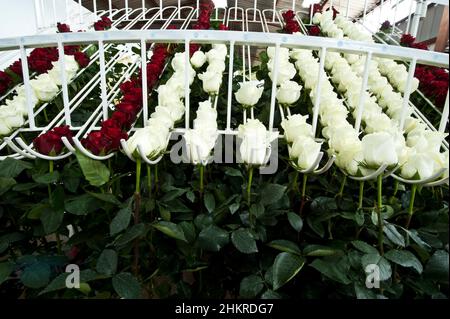 Le rose su una piantagione di taglio durante il periodo di raccolto sono ordinate per taglia Foto Stock