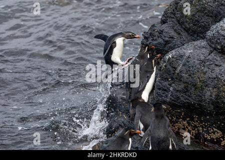 Pinguino delle Montagne Rocciose meridionali; Eudyptes Crisocome; salto dal mare; Falklands Foto Stock