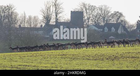 Un numero enorme di cervi di favola su terreni agricoli in un villaggio di Suffolk . Nessun predatore naturale. Suffolk, Regno Unito Foto Stock