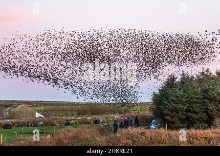 Starling Roost; Sturnus vulgaris; Cornovaglia; Regno Unito Foto Stock