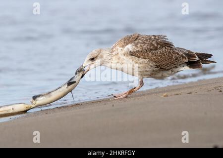 Gabbiano a zampe gialle (Larus michahellis), giovane che mangia un anguilla morta, Campania, Italia Foto Stock