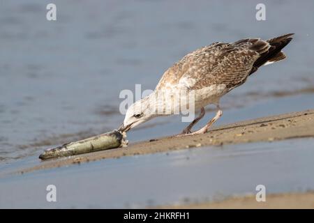 Gabbiano a zampe gialle (Larus michahellis), giovane che mangia un anguilla morta, Campania, Italia Foto Stock