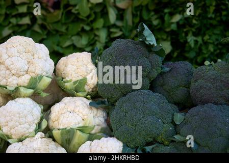 Telaio completo colpo di Cavolfiori e broccoli Foto Stock