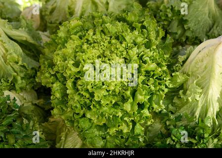 Testa di insalata fresca verde con radice. Concetto di alimentazione sana, fuoco selettivo. Foto Stock