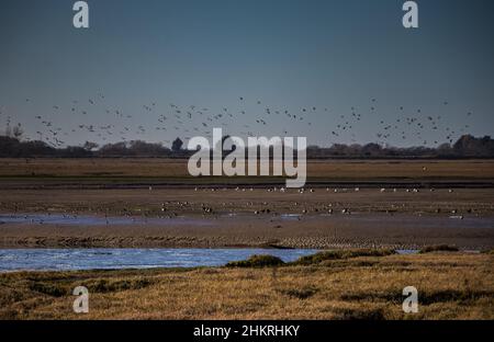 Brent Geese in volo a Pagham Harbour vicino a Bognor Regis e Chichester nel Sussex occidentale, Regno Unito. Foto Stock