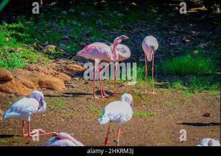 Vista dei bellissimi fenicotteri rosa nello zoo di Honolulu Foto Stock