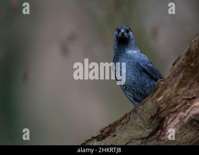 Un monidula di Jackdaw Corvus arroccato sul bough dell'albero nel Norfolk del nord, Regno Unito Foto Stock