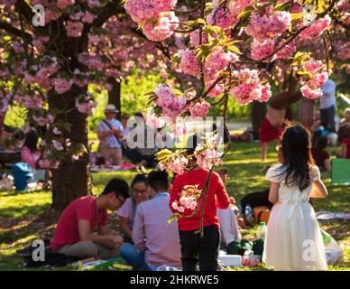 SCEAUX, FRANCIA - 20 APRILE 2019: Festa dei ciliegi Hanami nel parco di Sceaux vicino Parigi, Francia. Tradizioni asiatiche Foto Stock