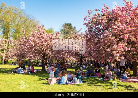 SCEAUX, FRANCIA - 20 APRILE 2019: Festa della fioritura dei ciliegi. Celebrazione Hanami nel parco Sceaux vicino a Parigi. Picnic multiculturale persone, relax, fare foto Foto Stock