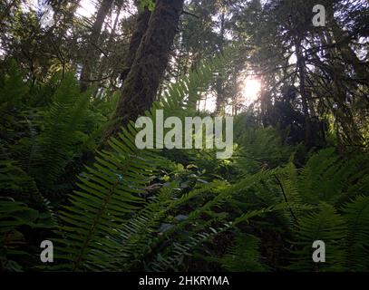 La luce del sole filtra attraverso i rami degli alberi per illuminare le felci sul pavimento della foresta in una valle sull'isola di Vancouver, Canada. Foto Stock