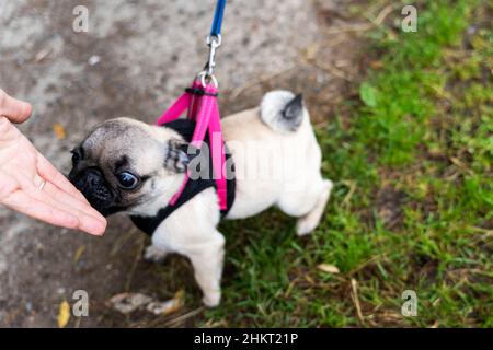 Un piccolo pug su un guinzaglio, il cane si alza nell'erba verde e gli annusa la mano in modo amichevole. Museruola stropicciata, coda arricciata. Foto Stock