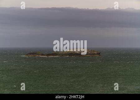 Middle mouse o Ynys Badrig, isola di Patrick, una piccola isola al largo della costa settentrionale di Anglesey, Galles, Regno Unito. Foto Stock