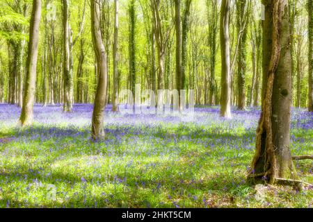 Romantica, soffice vista fuoco moscio del bosco aperto con un tappeto di campane sotto alberi di faggio in foglia di primavera: Inholmes Wood, West Sussex, UK Foto Stock