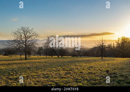 Germania, Schwörstadt - Tramonto tra alberi senza fronzoli sul prato in febbraio, sfondo montagne in Svizzera con nebbia Foto Stock