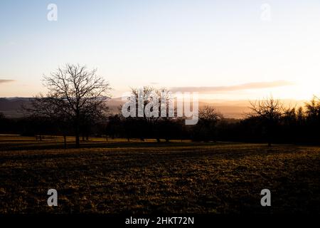 Germania, Schwörstadt - atmosfera serale tra alberi verdi sul prato in febbraio, sfondo montagne in Svizzera Foto Stock