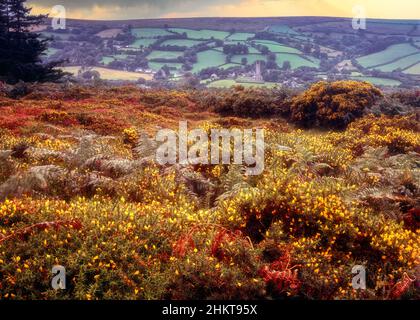 Glorioso paesaggio primaverile con Gorse comune (Ulex europaeus) in fiore Foto Stock