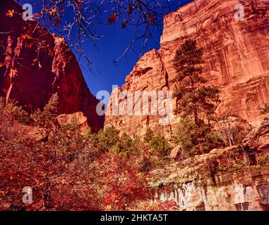 Glorious Zion National Park Landscape, Utah, Stati Uniti Foto Stock