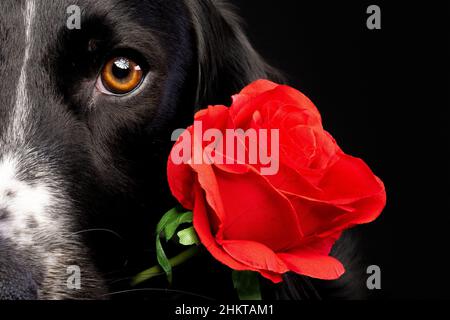 Primo piano ritratto di San Valentino di un cane nero su sfondo nero che tiene una rosa rossa artificiale in bocca. Foto Stock