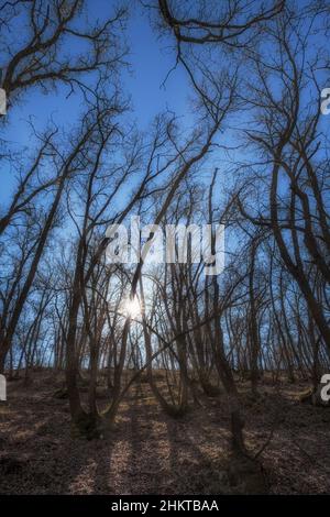 retroilluminazione di tronchi con rami senza foglie in una foresta decidua, con il sole che filtra attraverso i tronchi, verticale Foto Stock