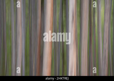 Tronchi d'albero con movimento intenzionale della macchina fotografica; parco nazionale di Yellowstone. Foto Stock