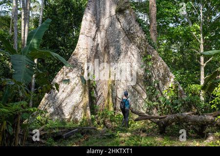 Un ceiba, albero gigante della foresta amazzonica, vicino al villaggio di Puerto Nariño, Amazonia, Colombia Foto Stock