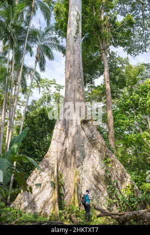 Un ceiba, albero gigante della foresta amazzonica, vicino al villaggio di Puerto Nariño, Amazonia, Colombia Foto Stock