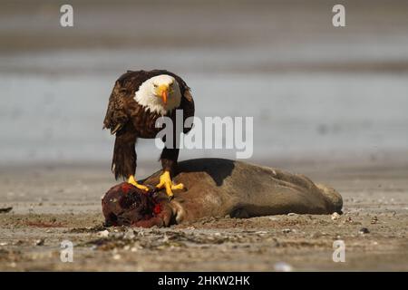 Un'aquila calva (Haliaeetus leucocephalus) che mangia i resti sanguinosi di un sigillo in camicia sulla spiaggia di Chesterman a Tofino, BC, Canada. Ha sangue sul suo bea Foto Stock