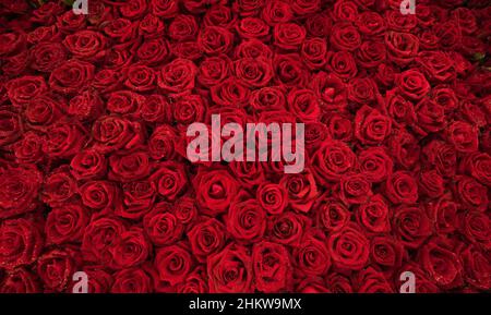 Rose rosse con fondo goccia d'acqua. Foto Stock