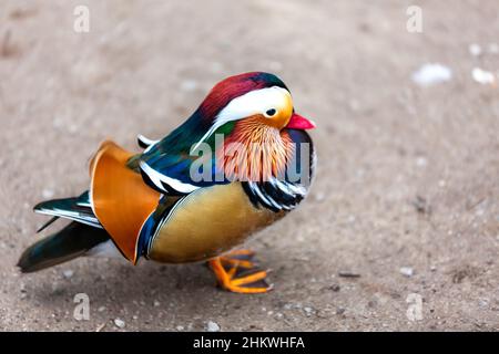 Vista dall'alto ravvicinata di un'anatra mandarina maschile in piedi sul terreno Foto Stock