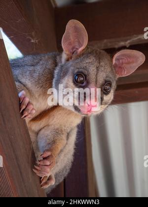 Carino comune possum brushtail, Trichosurus vulpecula nei travi di un capannone di stagno in Australia rurale. Foto Stock