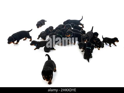 Cuccioli rottweiler davanti a uno sfondo bianco Foto Stock