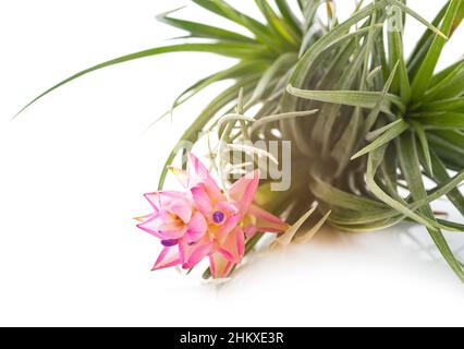 tillandsia pianta di fronte a sfondo bianco Foto Stock