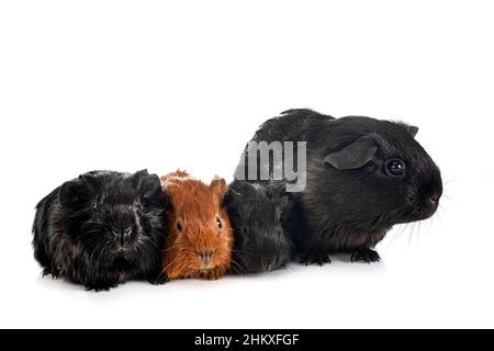 La cavia di fronte a uno sfondo bianco Foto Stock