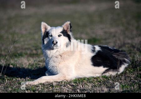 Yakutian Laika di fronte a uno sfondo naturale Foto Stock