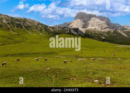 Bovini da latte fotografati nei pascoli montani delle Alpi italiane Foto Stock