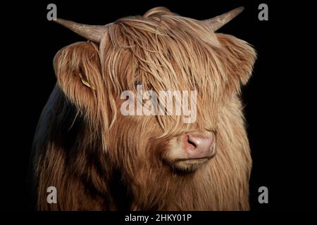 Vitello delle Highland cornuto (Bos taurus taurus) isolato su sfondo nero Foto Stock