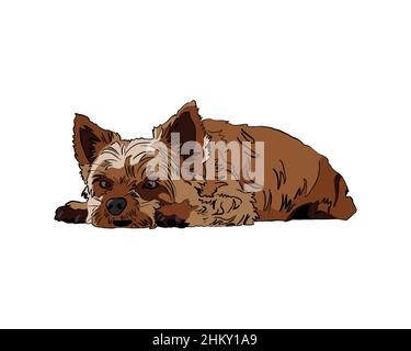 Yorkshire Terrier sdraiato - Yorkie rilassante - sfondo bianco Foto Stock